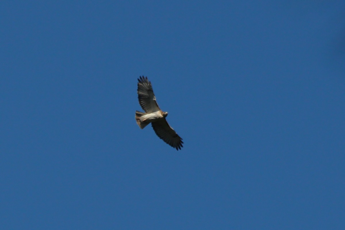 Red-tailed Hawk - ML611607249