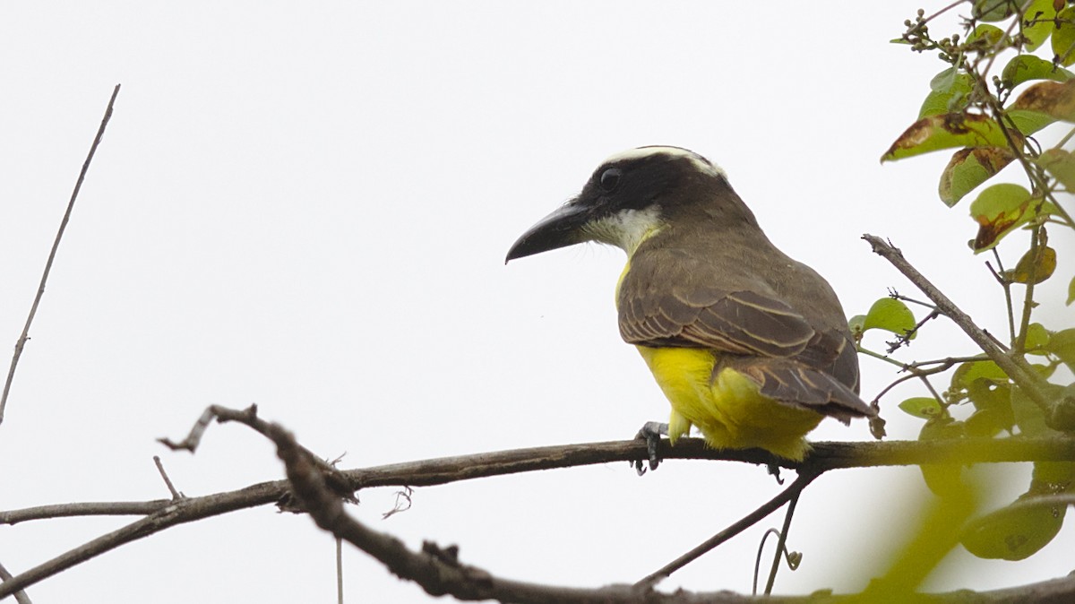 Boat-billed Flycatcher - ML611607257