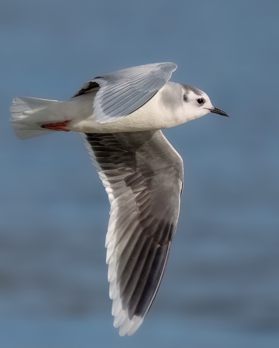 Little Gull - ML611607387