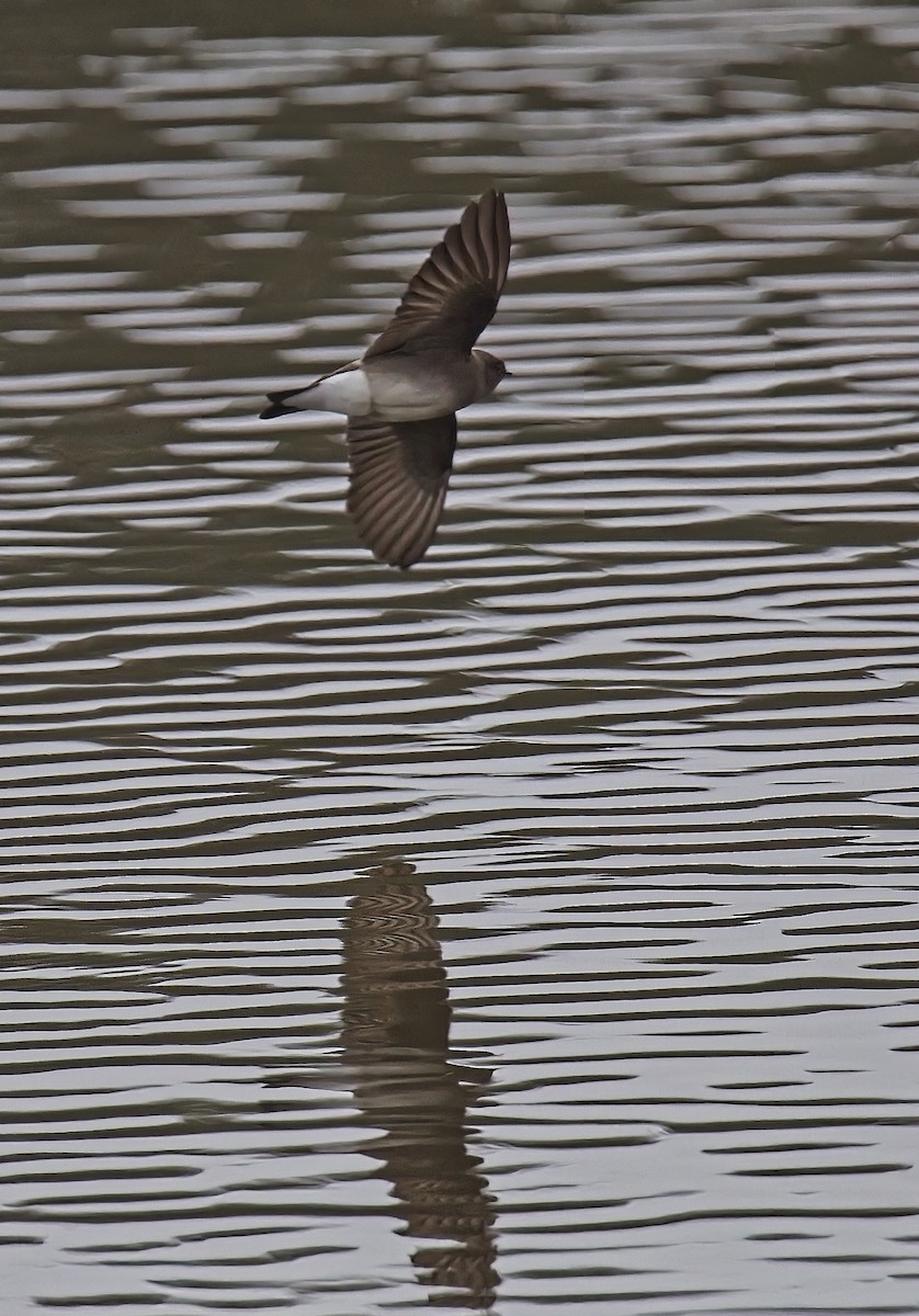 Northern Rough-winged Swallow - ML611607417