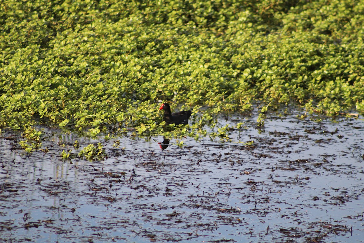 Common Gallinule - ML611607424