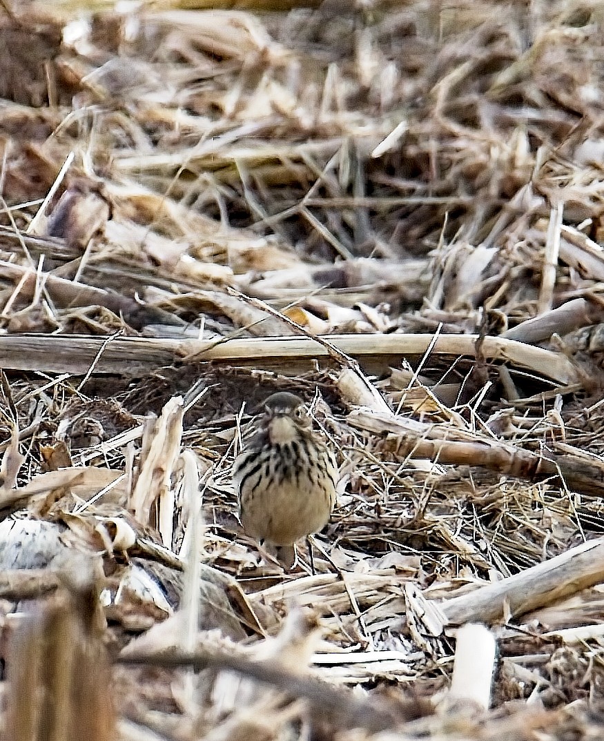 American Pipit - ML611607482