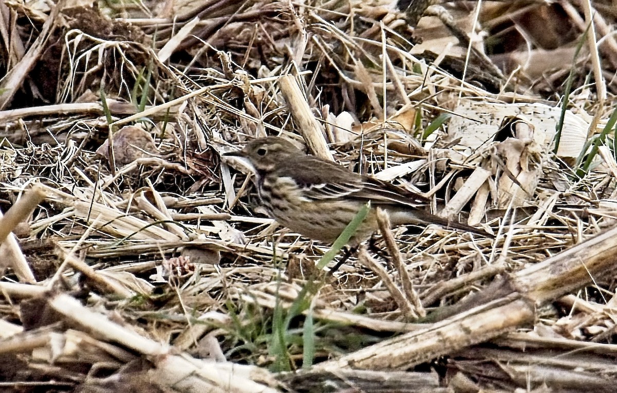 American Pipit - ML611607483