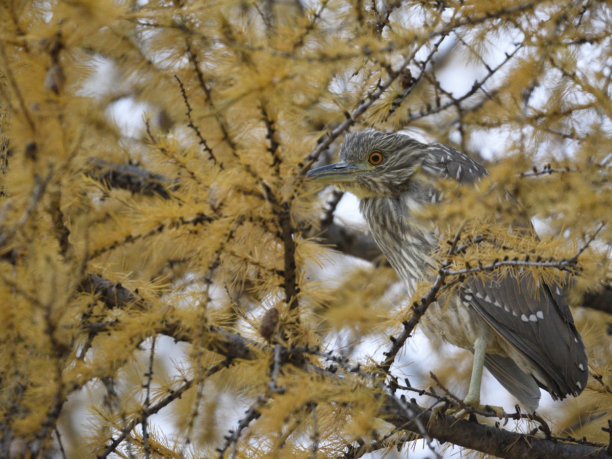 Black-crowned Night Heron - ML611607502