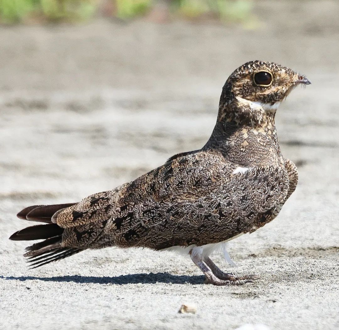 Nacunda Nighthawk - Jorge Alcalá