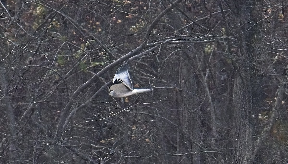 Northern Harrier - ML611607594