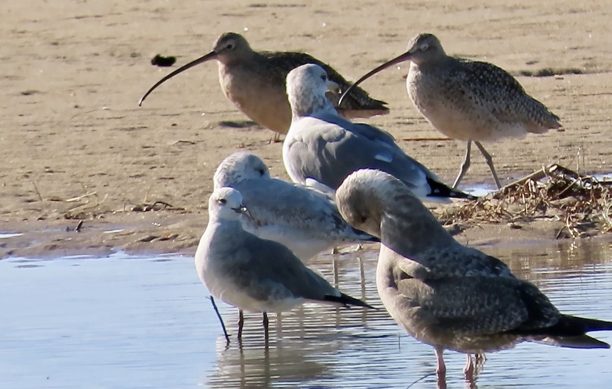 Long-billed Curlew - ML611607603