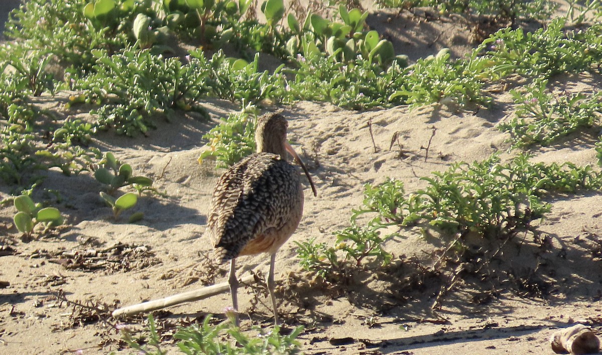 Long-billed Curlew - ML611607608