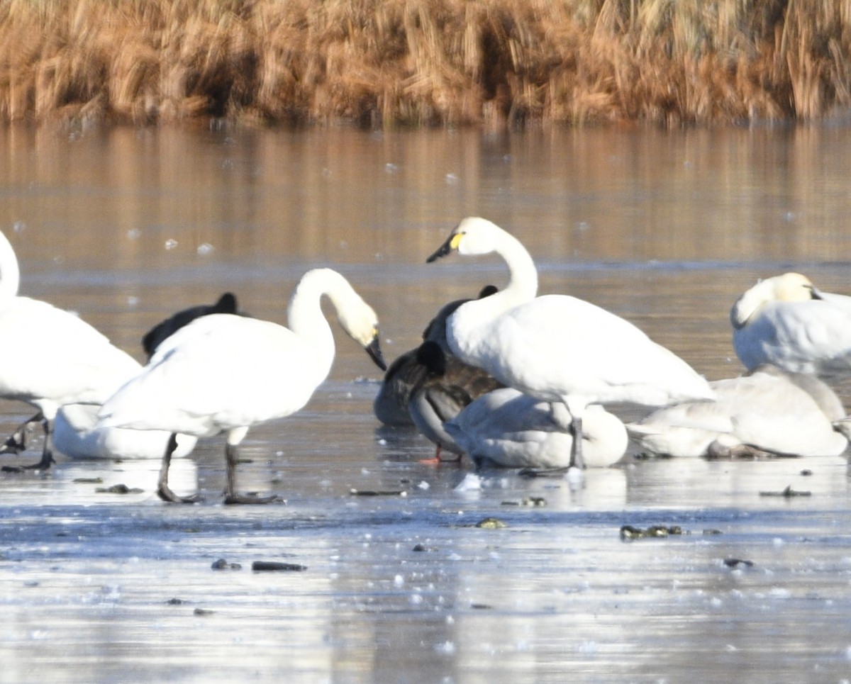 Tundra Swan - ML611607636