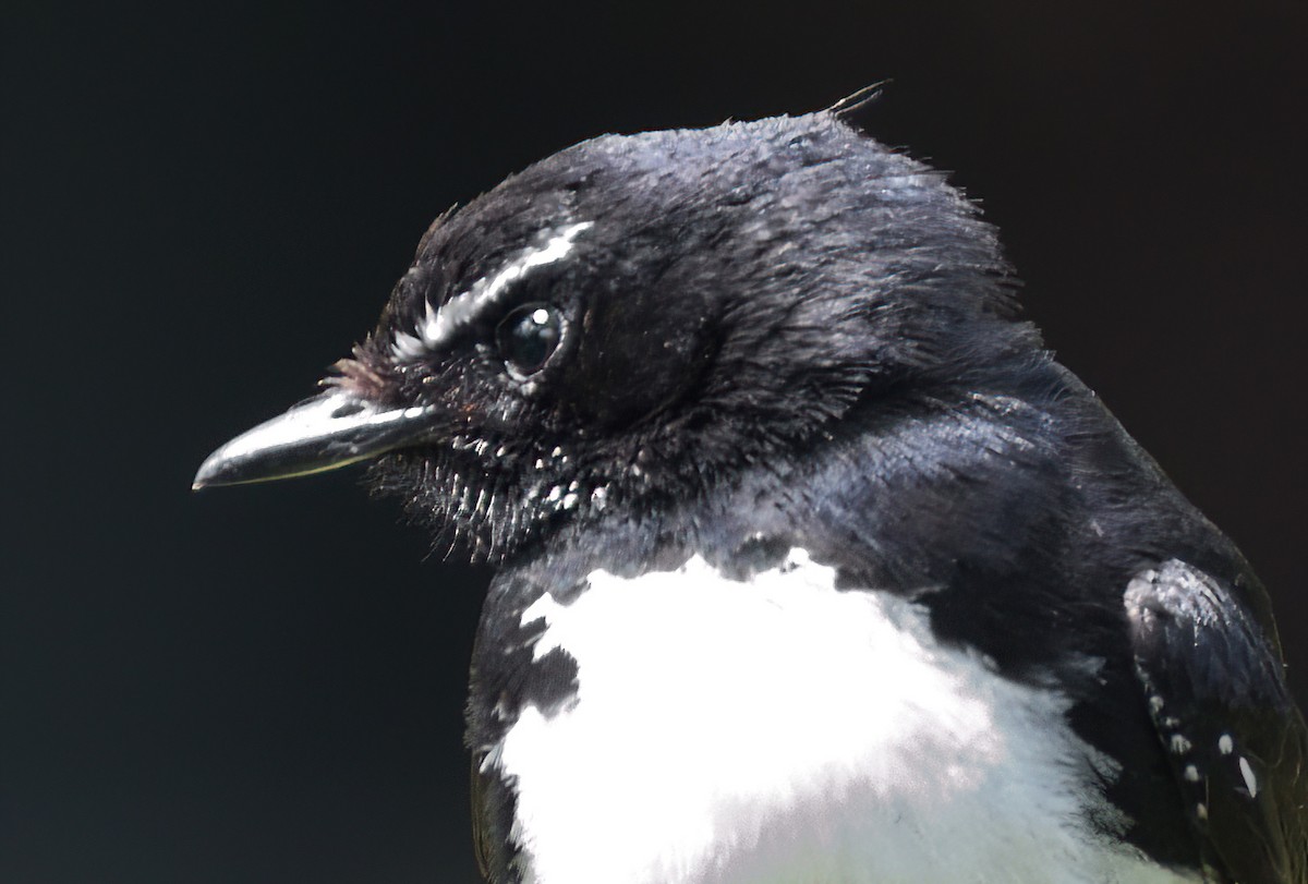 Willie-wagtail - ML611607645