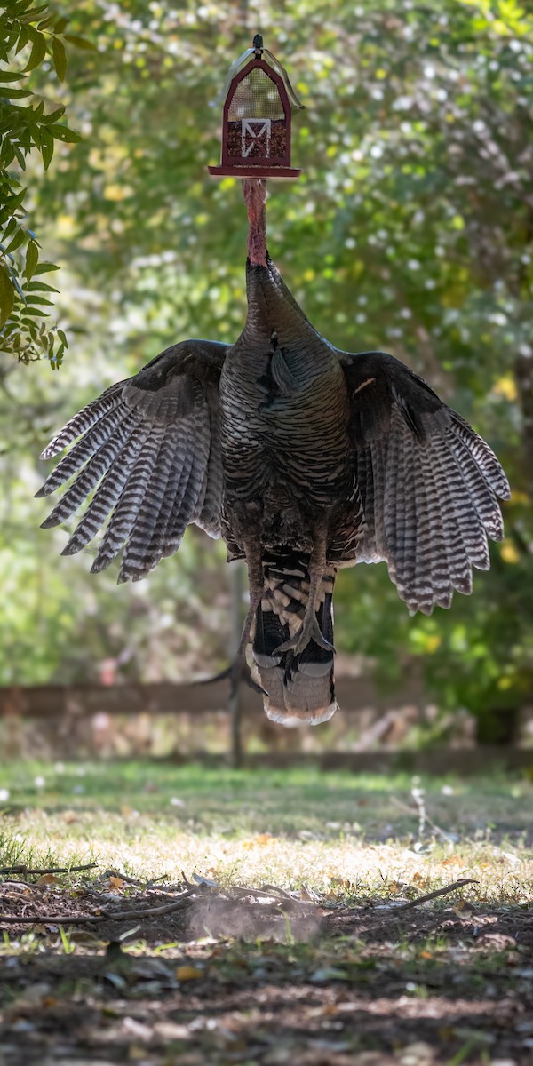 Wild Turkey - ML611607682