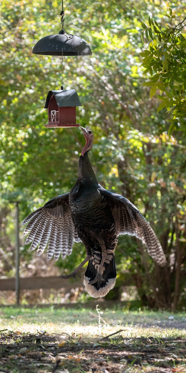 Wild Turkey - ML611607683