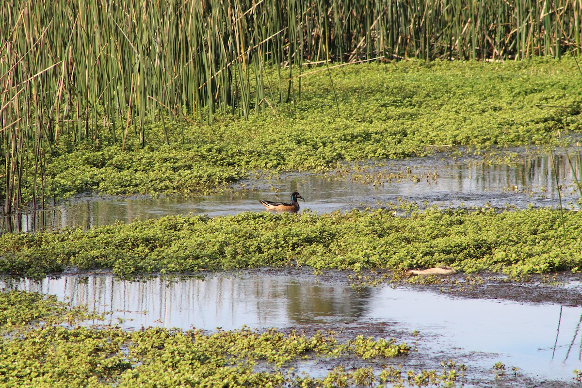 Chiloe Wigeon - ML611607743