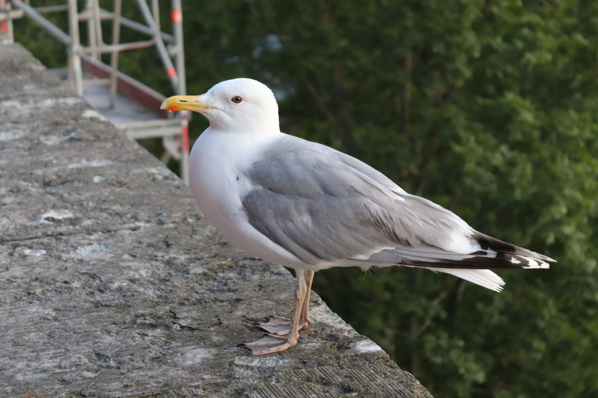 Gaviota Argéntea - ML611607748