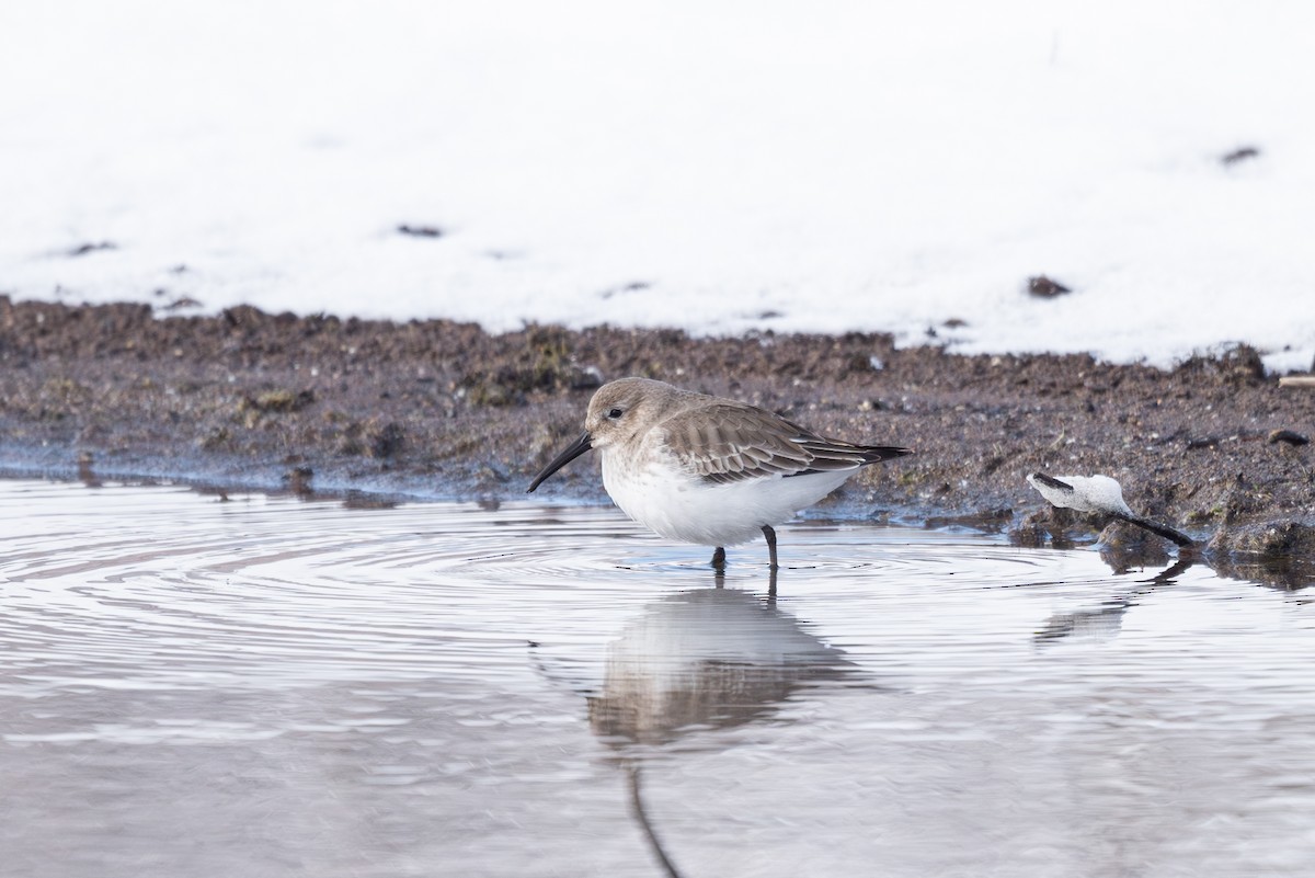 Dunlin - Mike Thompson