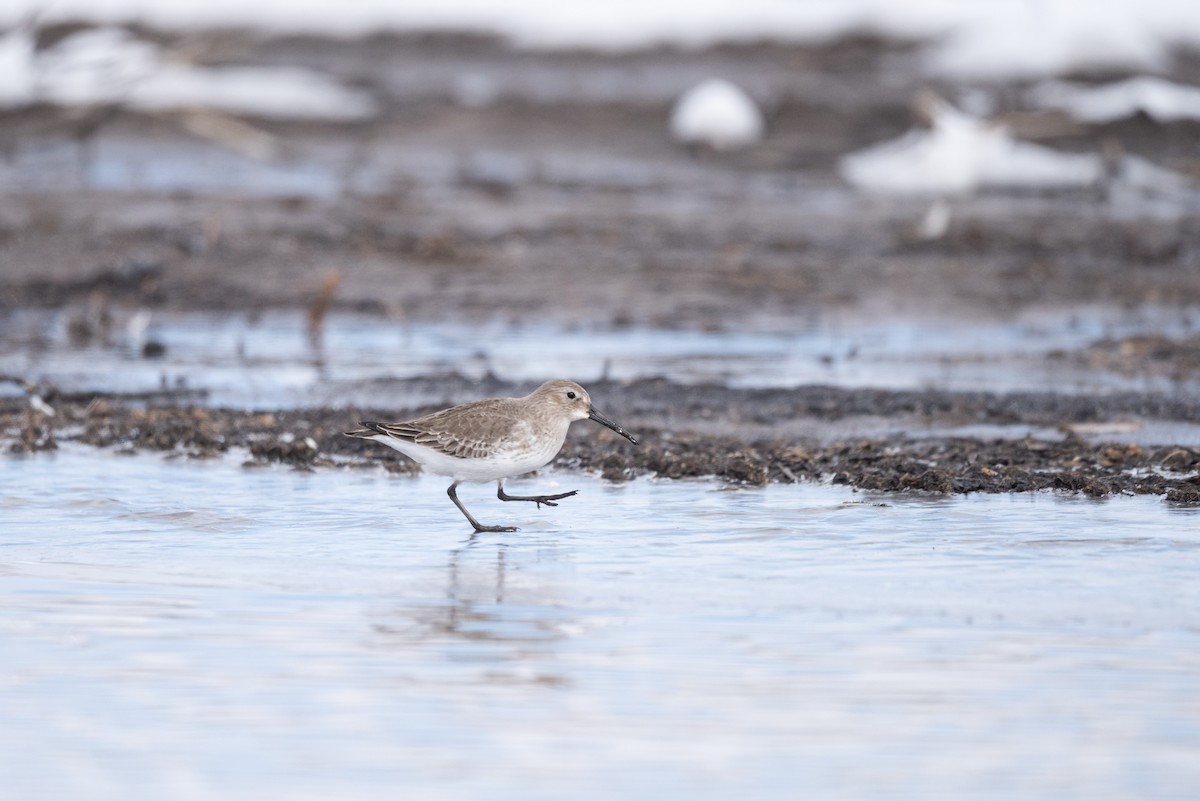 Dunlin - ML611607866