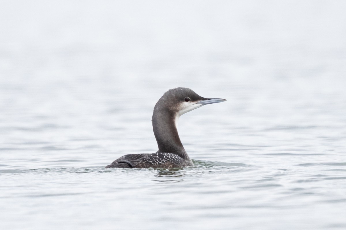 Pacific Loon - Mike Thompson