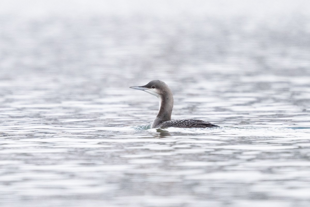 Pacific Loon - Mike Thompson