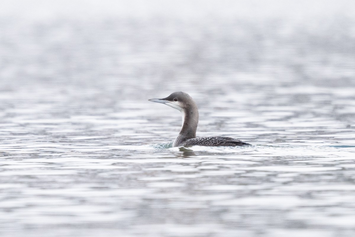 Pacific Loon - ML611607884