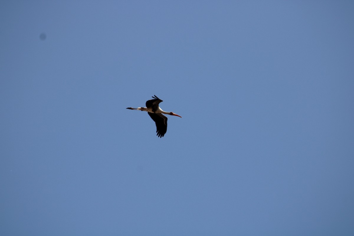 Painted Stork - ML611607938