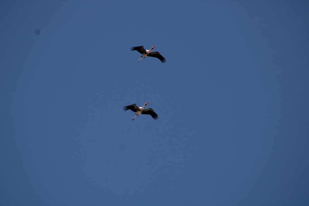 Painted Stork - ML611607942