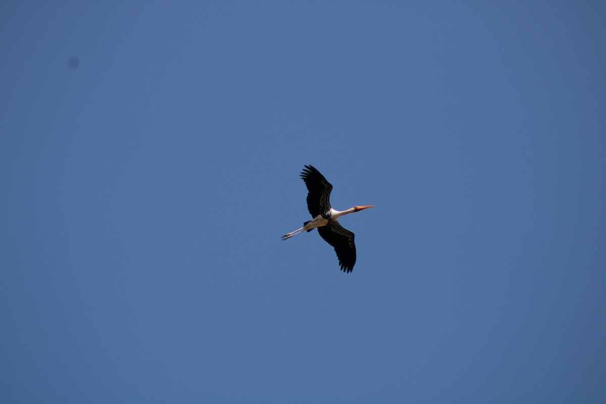 Painted Stork - ML611607945