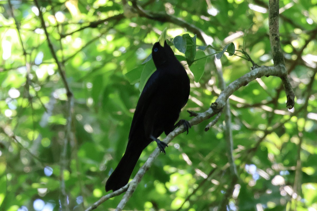 Red-rumped Cacique - Sam Darmstadt