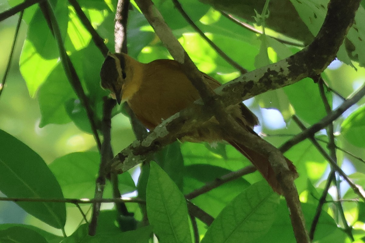 Ochre-breasted Foliage-gleaner - ML611608029