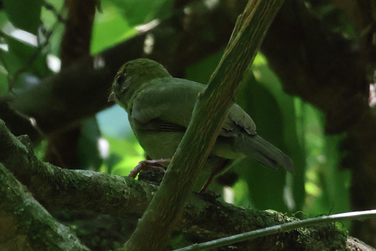 Swallow-tailed Manakin - ML611608058