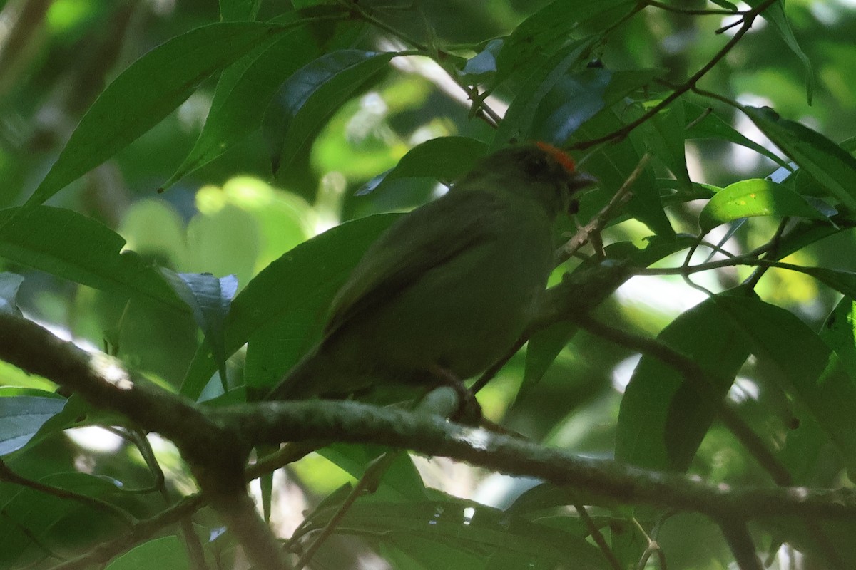 Swallow-tailed Manakin - Sam Darmstadt