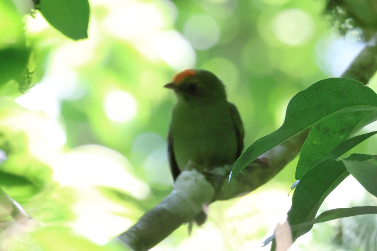 Swallow-tailed Manakin - Sam Darmstadt