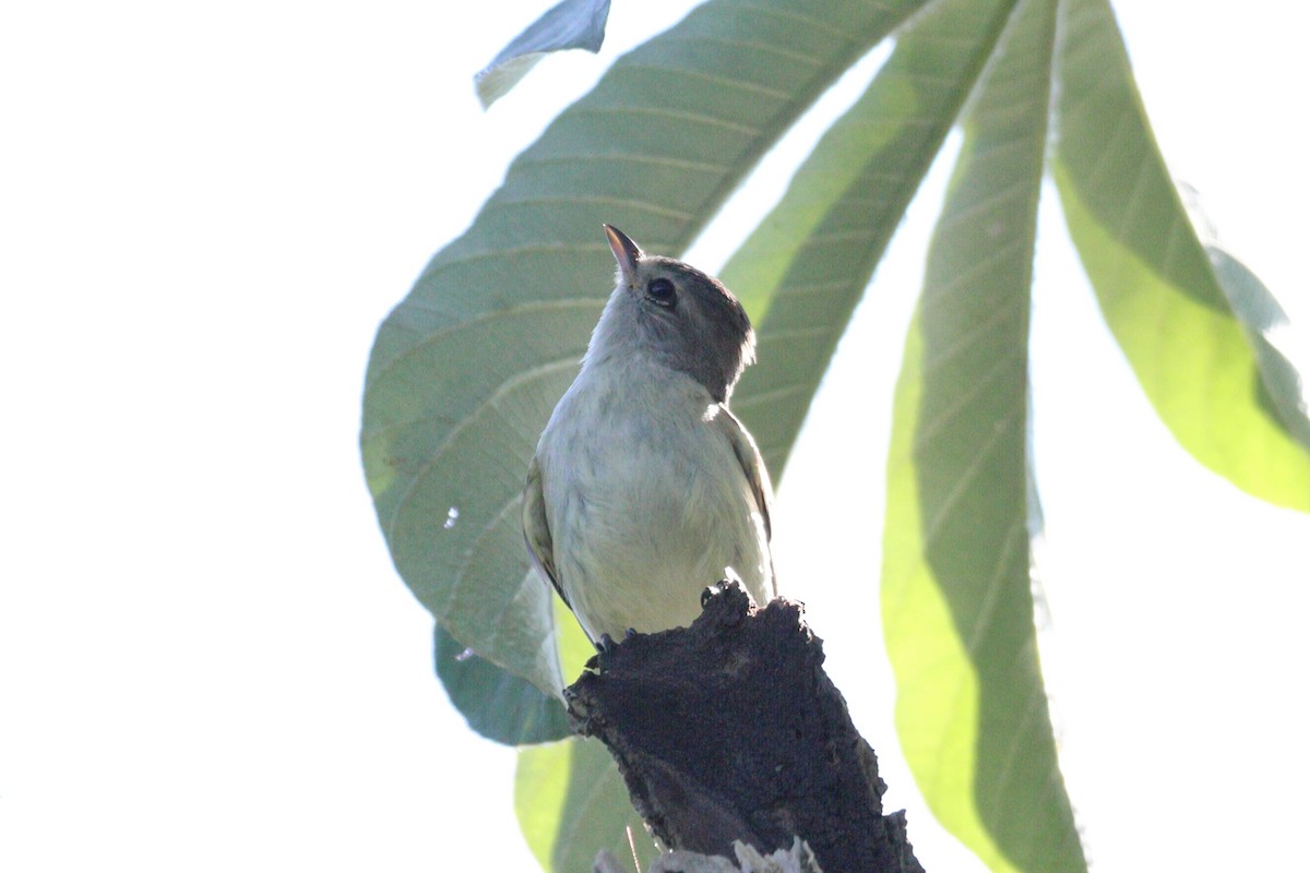 Yellow-bellied Elaenia - Sam Darmstadt