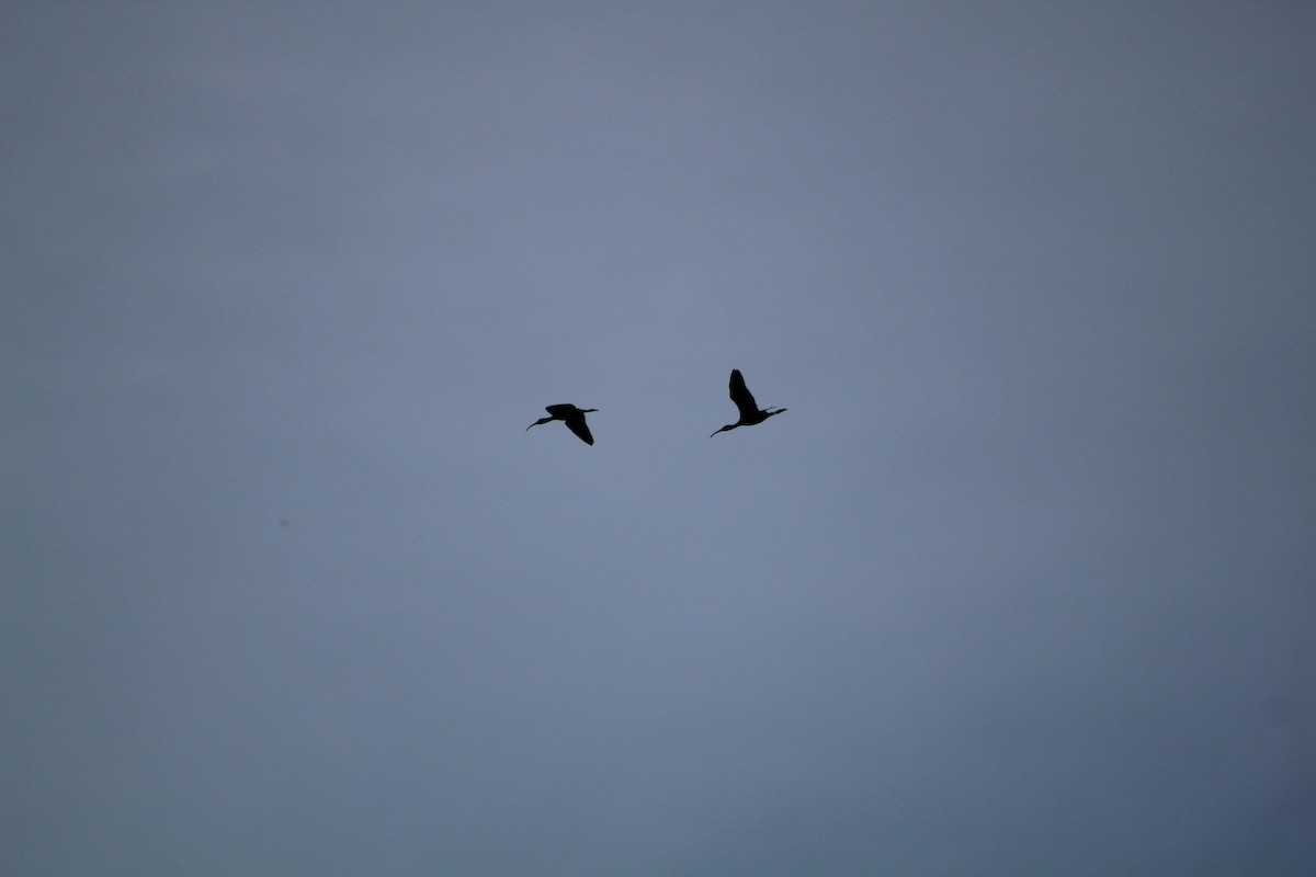 ibis americký - ML611608119