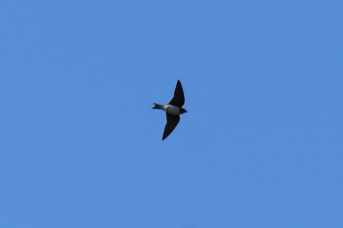 Golondrina Pechigrís - ML611608139