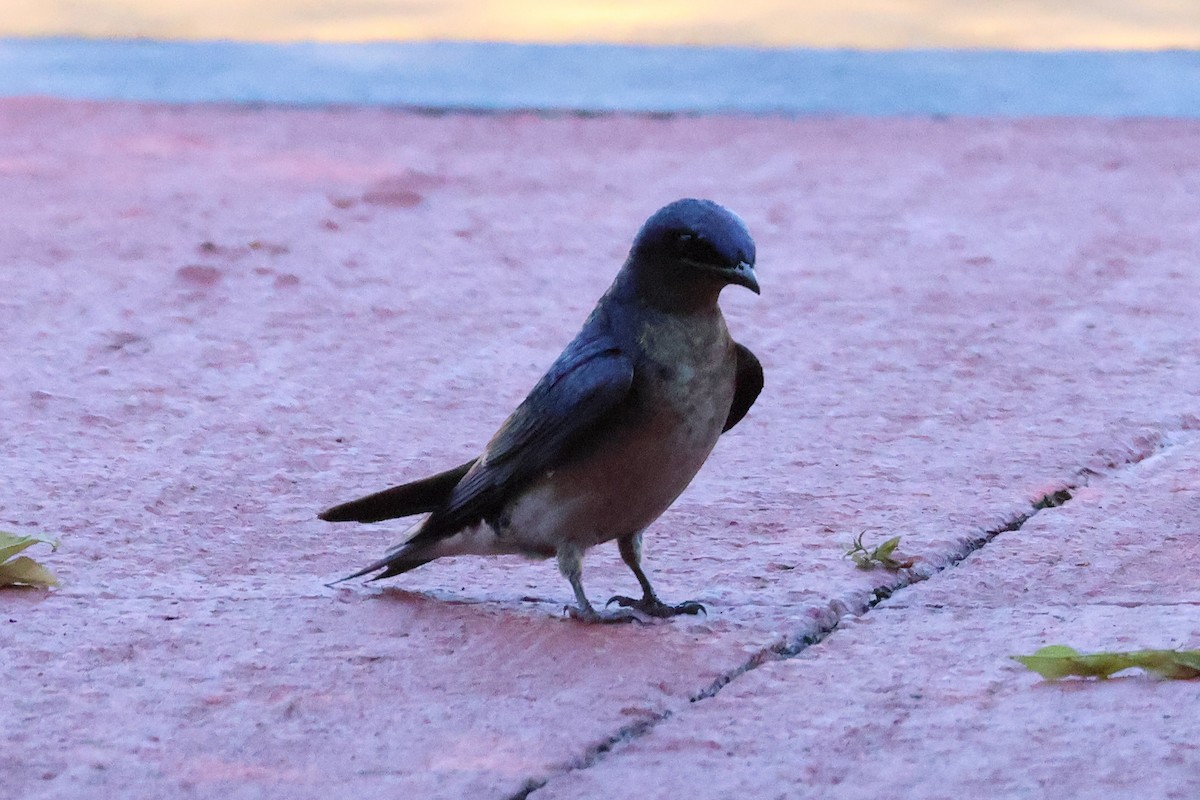 Gray-breasted Martin - Sam Darmstadt