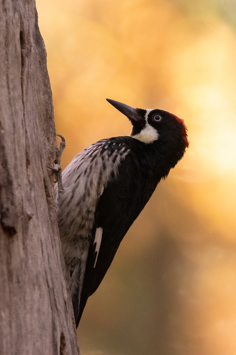 Acorn Woodpecker - Henrey Deese