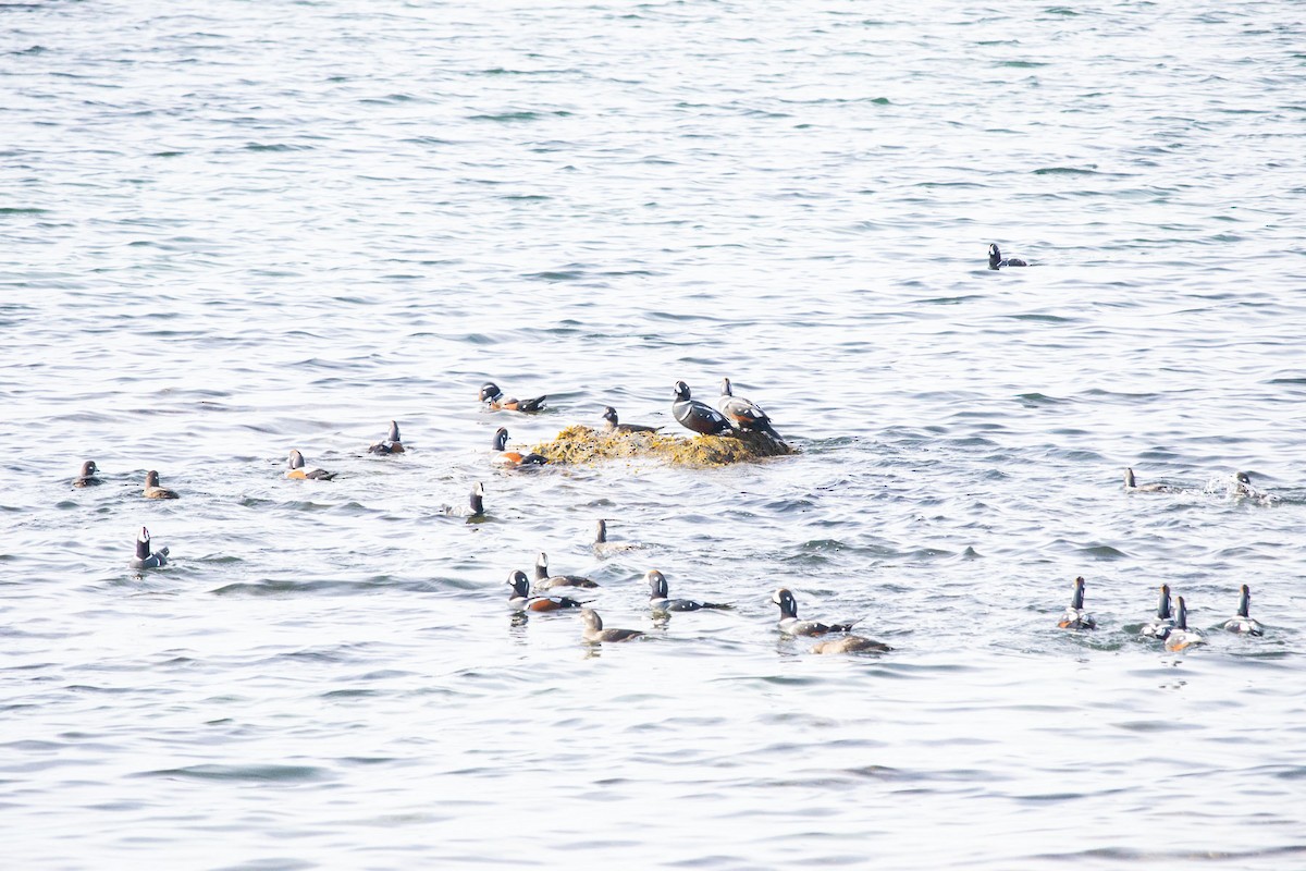 kačka strakatá - ML611608160