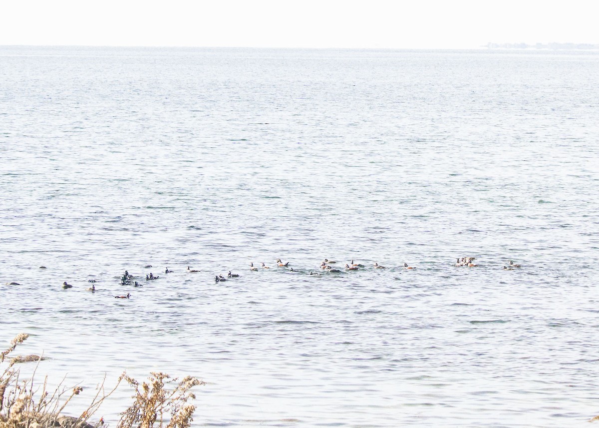 kačka strakatá - ML611608161