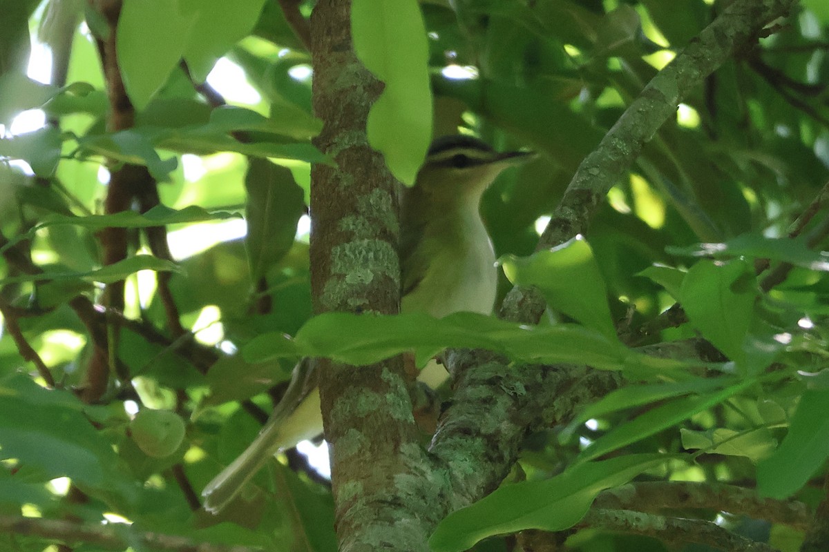 Vireo Chiví - ML611608164