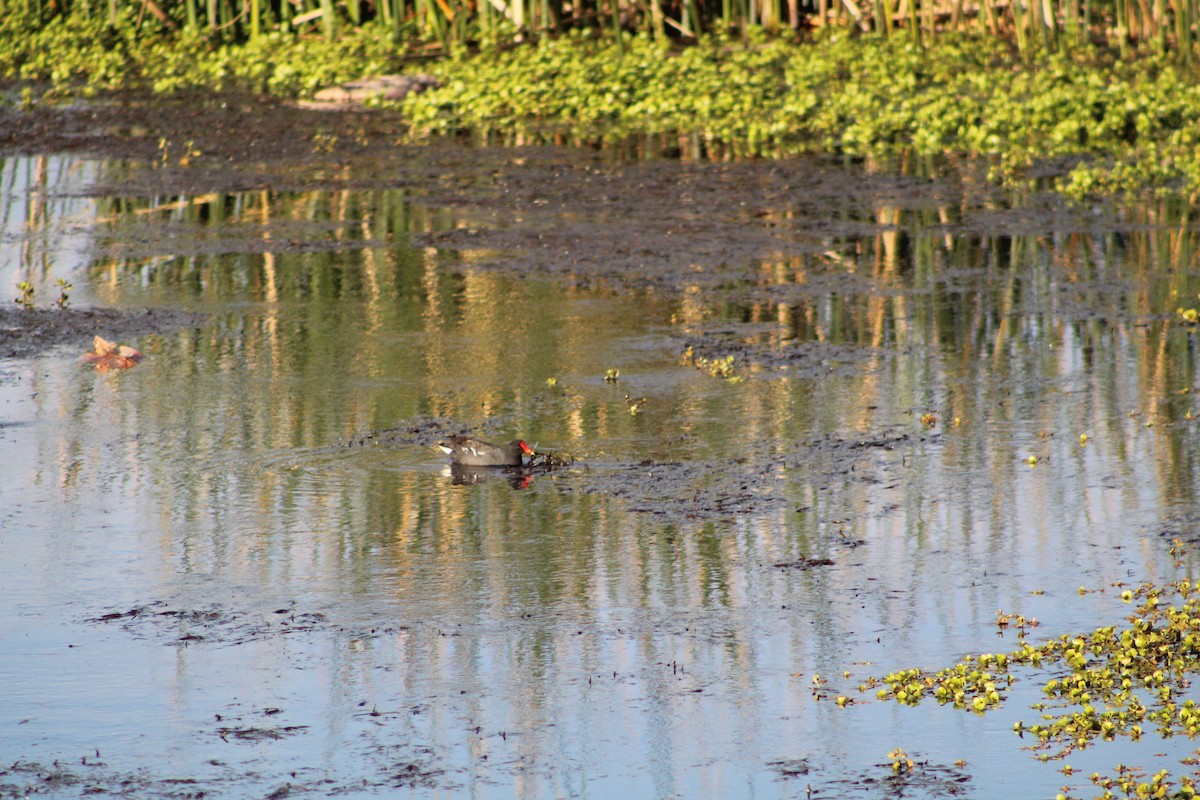 Common Gallinule - Daniela Quinchero Candia