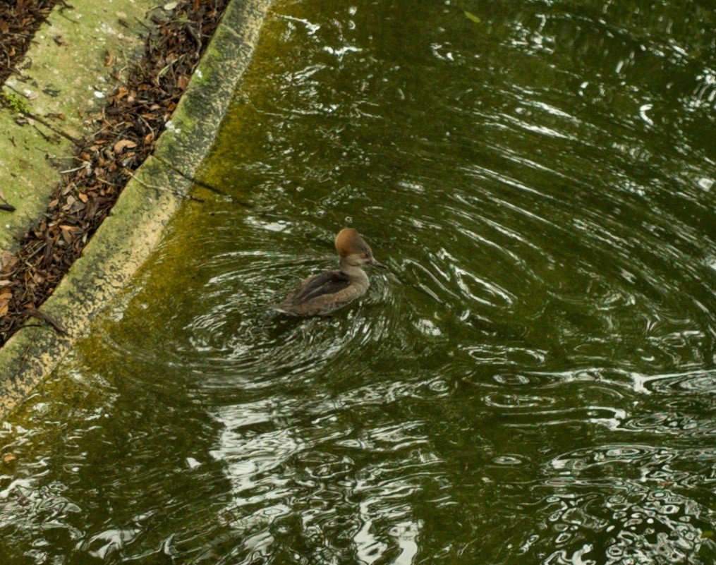 Hooded Merganser - ML611608275