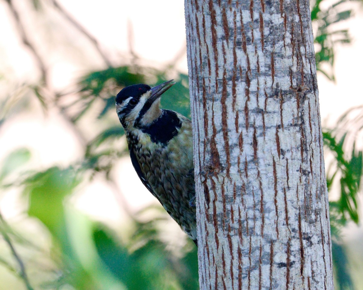 Yellow-bellied Sapsucker - Paul Petrus