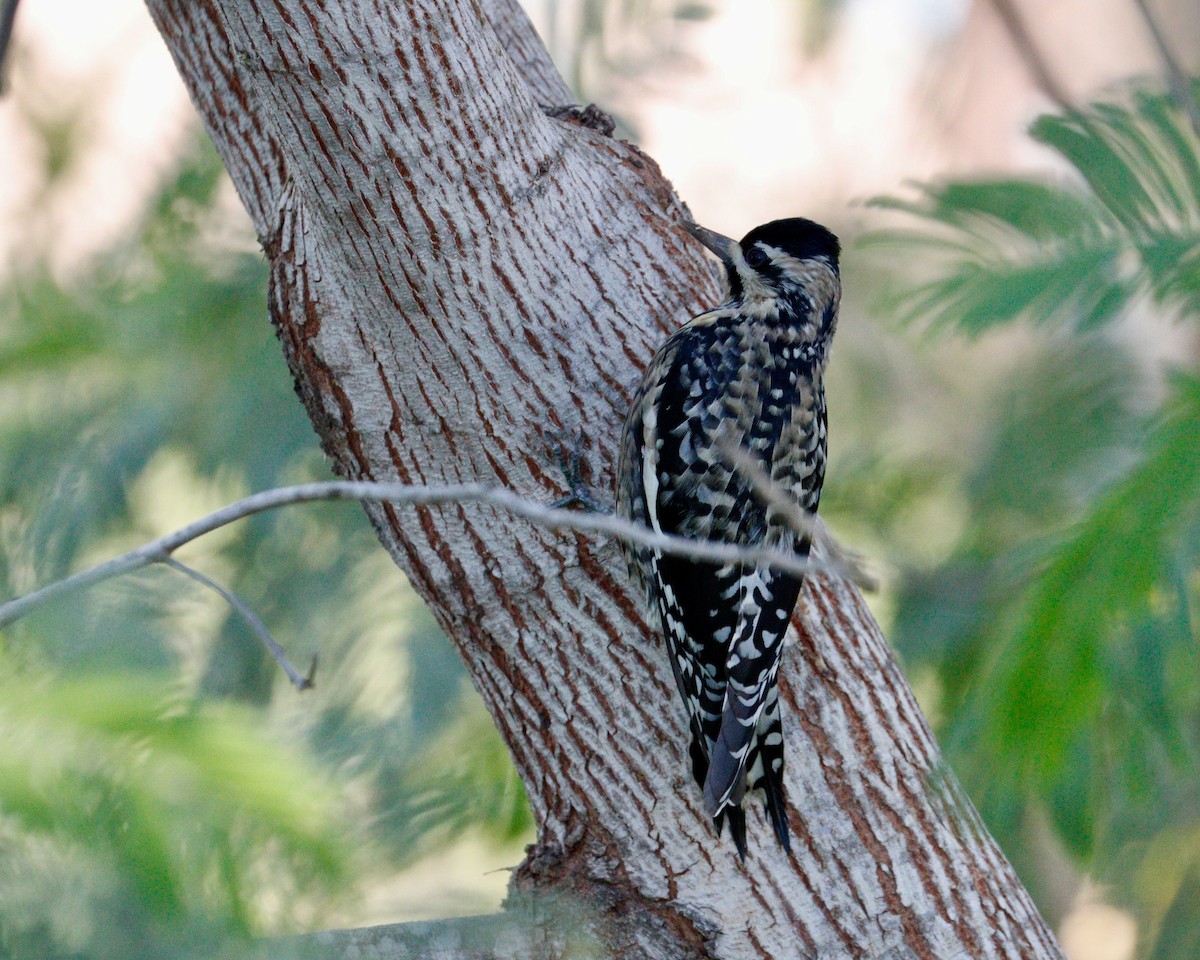 Yellow-bellied Sapsucker - Paul Petrus