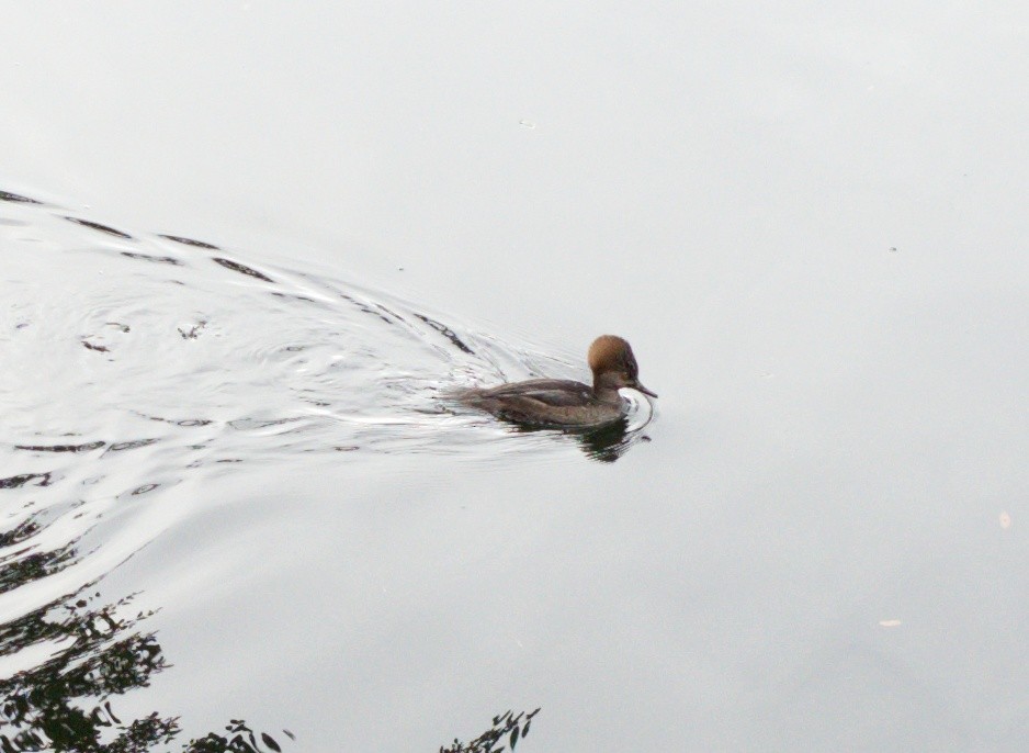 Hooded Merganser - ML611608295