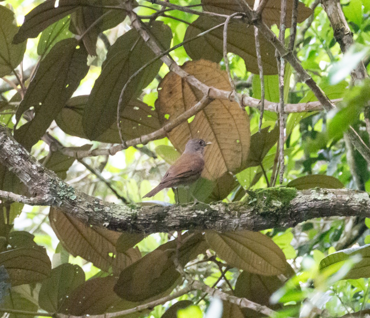 Pale-breasted Thrush - ML611608332