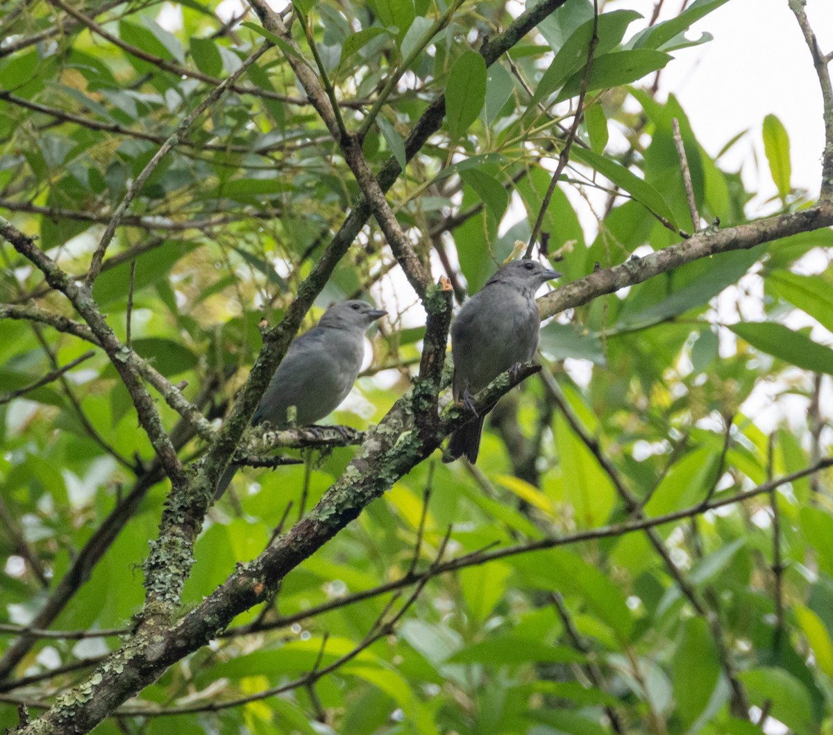 Sayaca Tanager - ML611608461