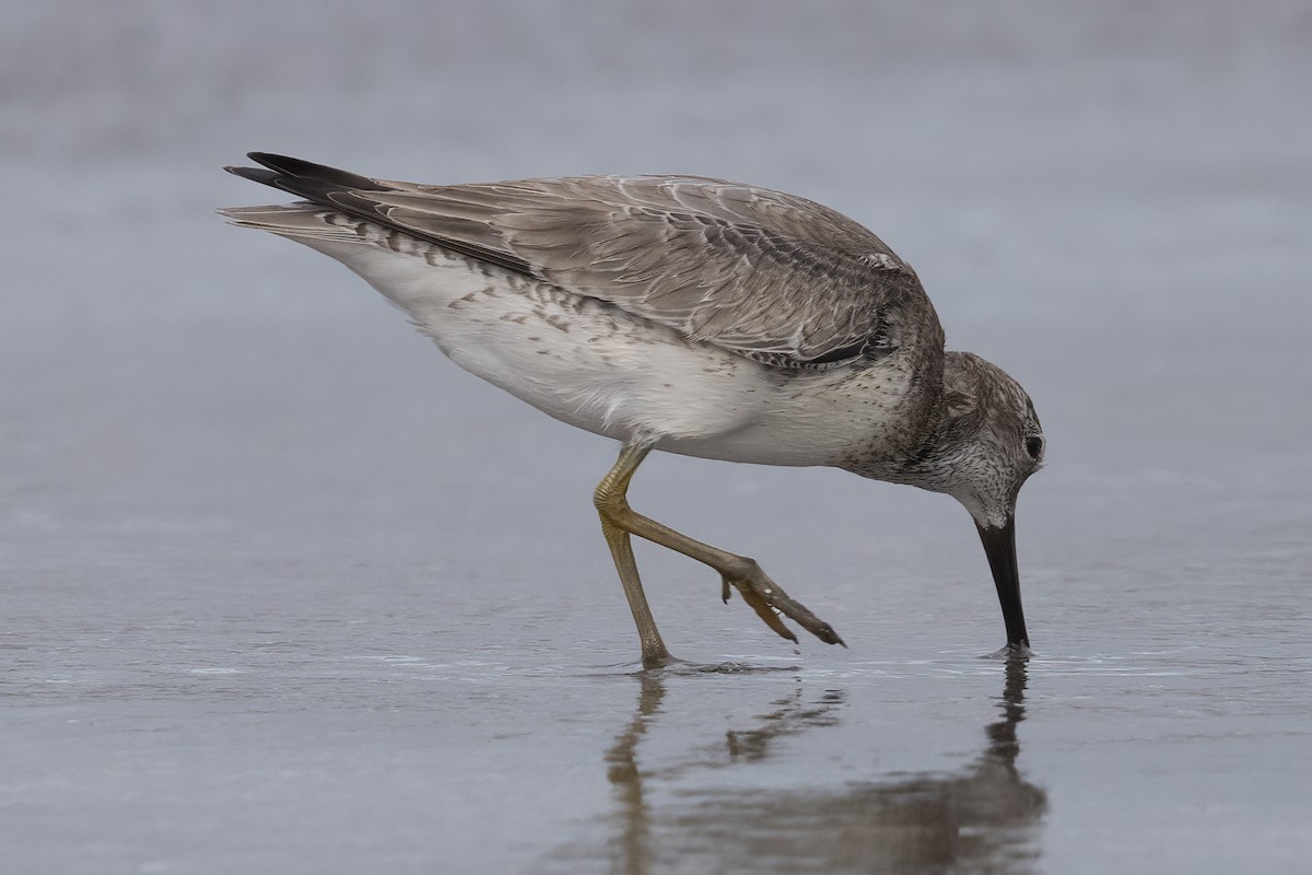 Red Knot - ML611608486