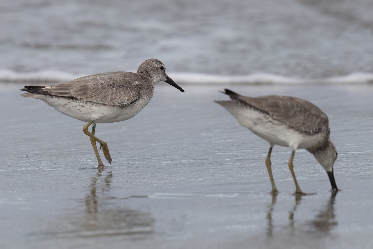 Red Knot - ML611608487