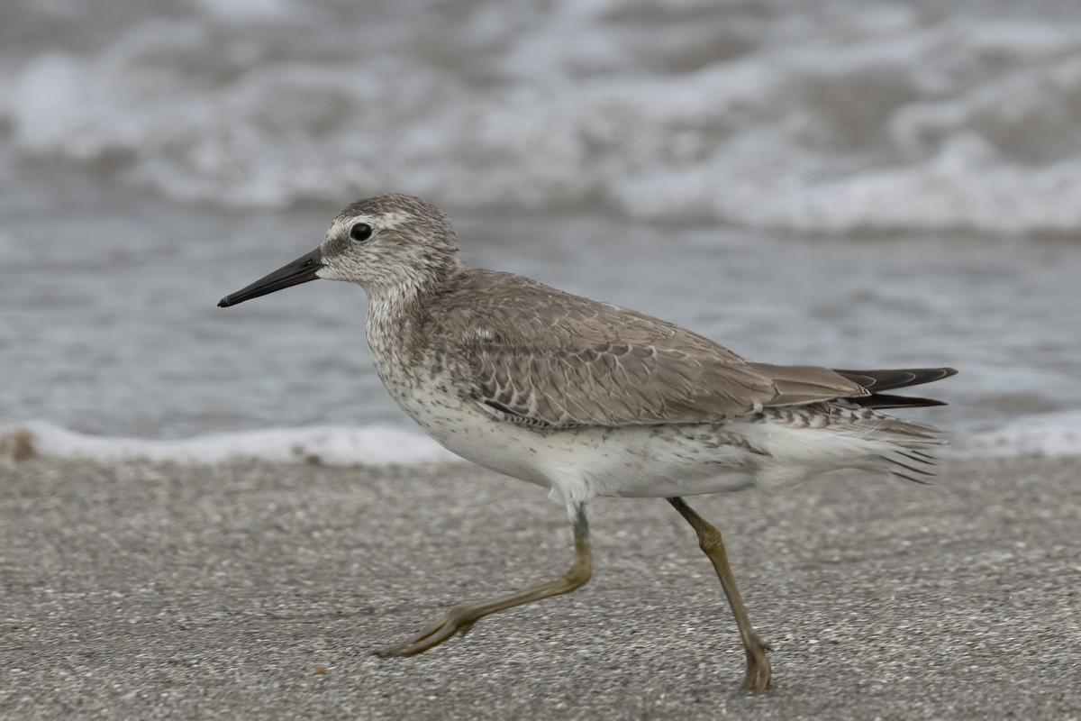 Red Knot - ML611608493