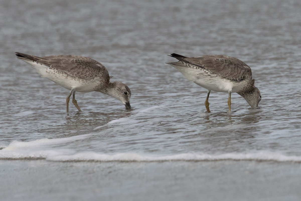 Red Knot - ML611608495